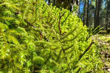 Close-up of green bright moss growing on a rock in the forest. A natural wonder looking north