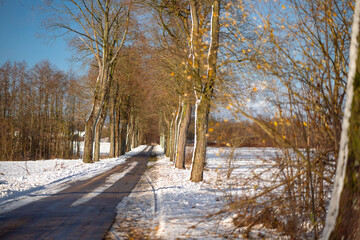 Zamarznięta  droga na ośnieżonym polu. Pomorze zachodnie. Szpaler drzew