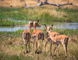 A small group of attentive looking impala ladies (Aepyceros melampus) standing at a waterhole.