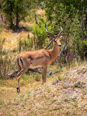 An attentive looking impala with magnificent antlers (Aepyceros melampus) standing in Hwange...