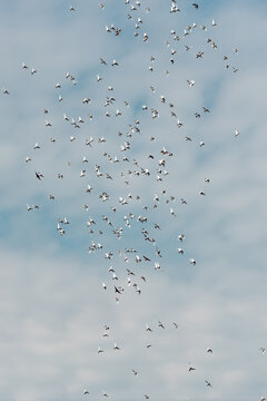 Doves glide gracefully through soft clouds, crafting a stunning ballet