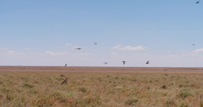Extreme wide shot of cheetah (Acinonyx jubatus) looking through grasslands as barn swallows (Hirundo rustica) fly about at noon in Kenya.