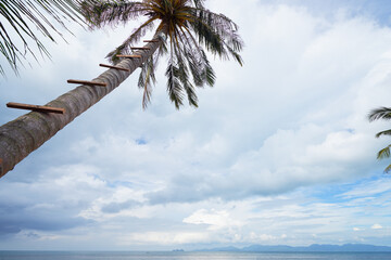 Tropical Palm Tree Overlooking the Ocean with a Cloudy Sky Day