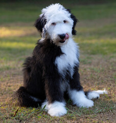 Sheepadoodle puppy thinking about dinner