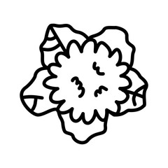 illustration of a cauliflower