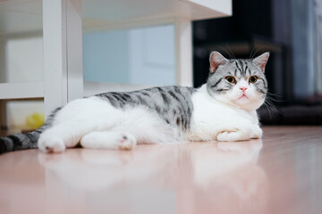 Relaxed Grey and White Cat Resting on a Clean Wooden Floor Indoors
