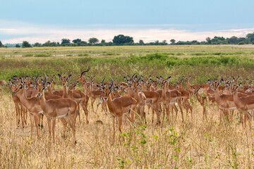 large Impala herd at chobe river looking at photographer right in Botswana's Okavango Delta