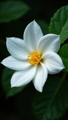 Fototapeta premium Single Arabian jasmine flower, showcasing its intricate details , stamen, pure white, plant