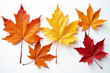 Fototapeta premium Single maple, oak, birch, chestnut leaves on white , botany, detail