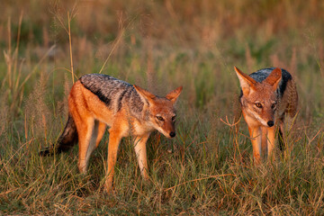 two jackals in the savannah of botswana at sunrise