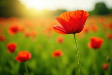 Obraz premium Single poppy in a sunlit spring field, petals unfurling, freshness, flower, background