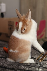 Królik domowy © Natalia Kostka
