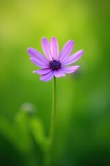 Obraz premium Single purple wildflower in green meadow close-up, plant, blossom