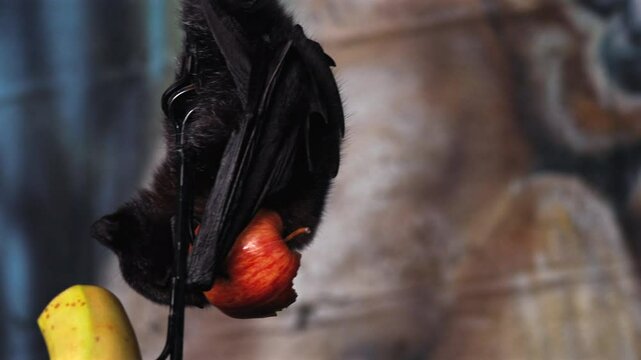 Extreme close-up 4K video of Egyptian fruit bats hanging onto a chain feeding on fruits and vegetables in enclosed habitat. The bats display natural behaviour as they fight for position to feed