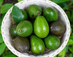 avocado fruits with some leaves in the white big wicker basket
