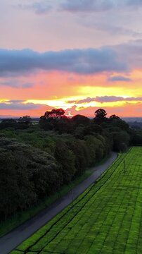 Vertical Drone footage at sunset over the tea plantations in Kericho, Kenya