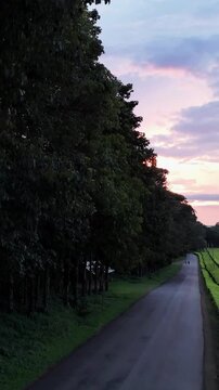 rural road in tea plantations with colorful sunset sky in Kericho, Kenya