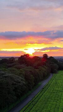 Vertical Drone footage at sunset over the tea plantations in Kericho, Kenya