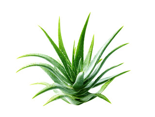 Fototapeta premium clump of green aloe vera plant png