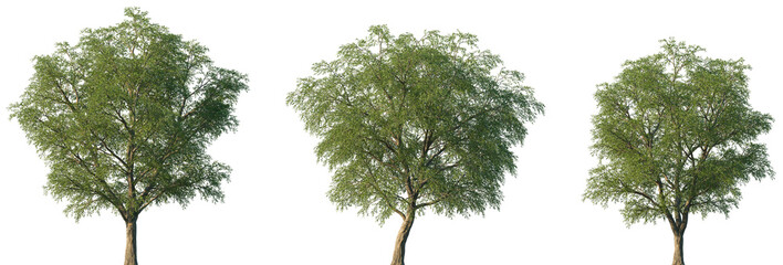 Set of Salix matsudana (The Chinese Willow, the Hankow Willow or Globe Willow) frontal set street trees isolated png on a transparent background perfectly cutout  © Viktoria