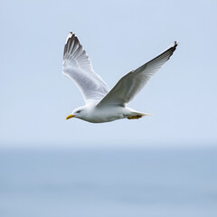 Fototapeta premium glaucous burgomeister gull (Larus hyperboreus) flying