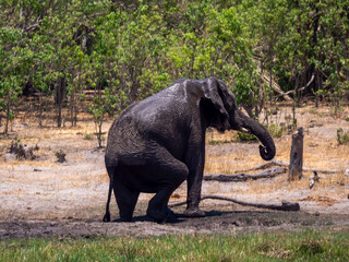 Fototapeta premium After the mud bath. An elephant (Loxodonta africana) emerges from a mud hole, skillfully standing on two legs.
