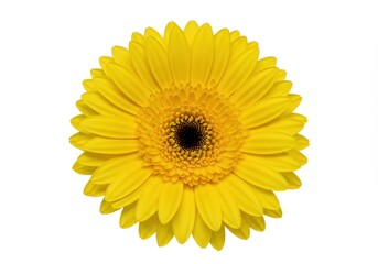 Fototapeta premium Isolated yellow gerbera daisy flower with a dark center on a white background, showcasing its vibrant color and texture