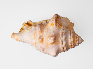 seashells on a white background close-up