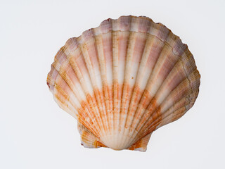 seashells on a white background close-up