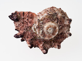 seashells on a white background close-up