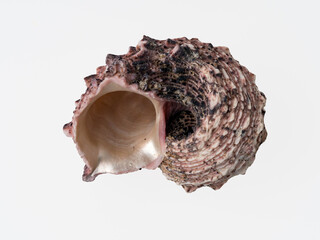 seashells on a white background close-up