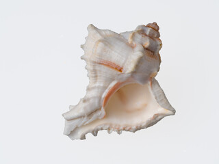 seashells on a white background close-up