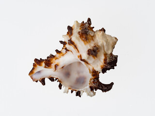 seashells on a white background close-up