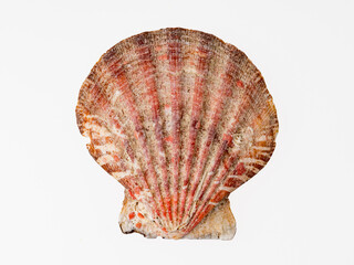 Fototapeta premium seashells on a white background close-up