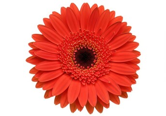 Close-up of a vibrant orange gerbera daisy with a dark center against a clean white background