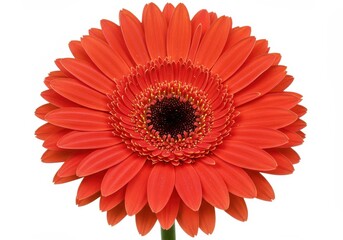 Close-up of a vibrant orange gerbera daisy with a dark center against a clean white background