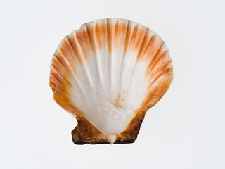 seashells on a white background close-up