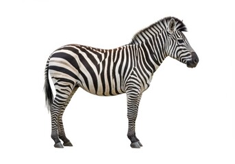 Obraz premium Striking zebra standing in profile against a clean white background, showcasing its distinctive stripes
