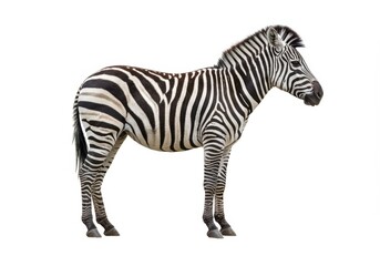 Obraz premium Zebra standing in profile with black and white stripes on a white background