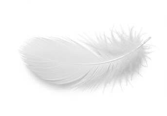 Single white feather isolated on a white background, symbolizing lightness and purity