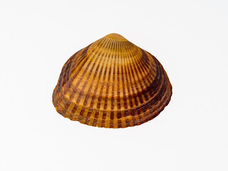 seashells on a white background close-up