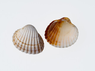 seashells on a white background close-up
