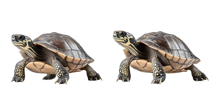 Two turtles walking slowly isolated on white background