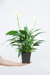 Hand holding spathiphyllum flower in pot against white wall