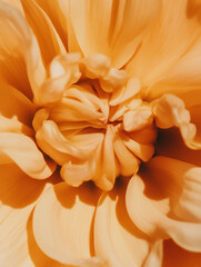 Obraz premium Close up of vibrant orange dahlia with spiral petals