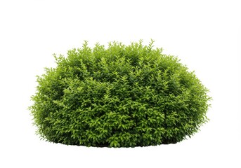 Fototapeta premium Green bush with small leaves isolated on white background for design element
