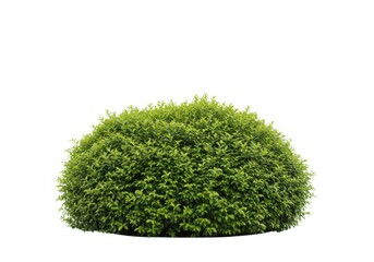 Isolated green bush with small leaves on a white background, perfect for landscaping
