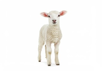 Fototapeta premium Full body view of a white lamb standing on a white background