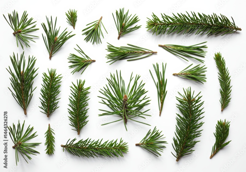 Poster pine branches arranged on a white background create a natural pattern