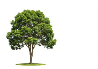 Isolated tree with green leaves and brown trunk on white background